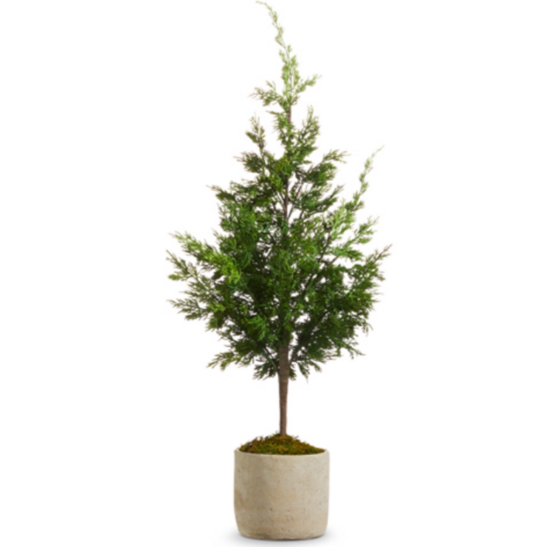 Potted Cedar Tree Timber & Fieldstone